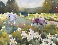 Willot Iris Garden at the Rockefeller Greenhouse and Gardens 5-24-2025